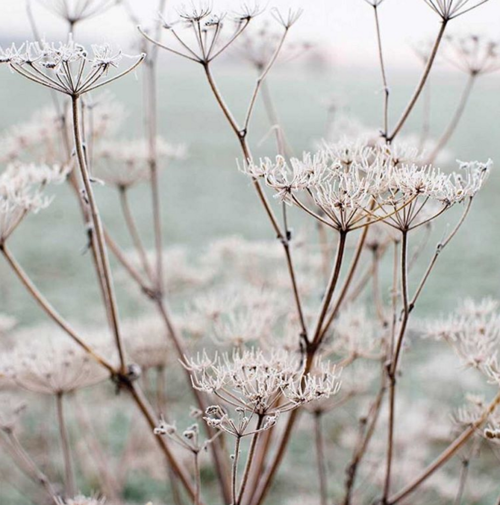 winter landscape // anne sage