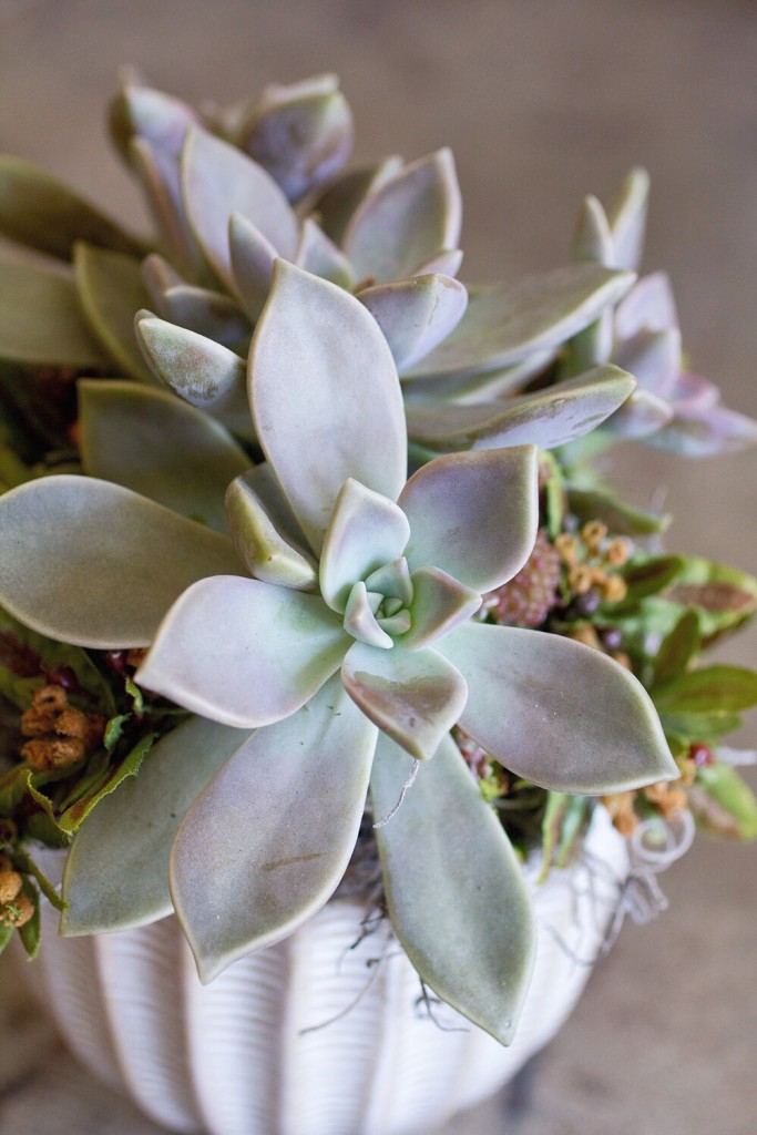 succulent arrangement via anne sage